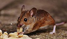 24 Hour & Emergency Exterminators in Hollandsburg, IN
